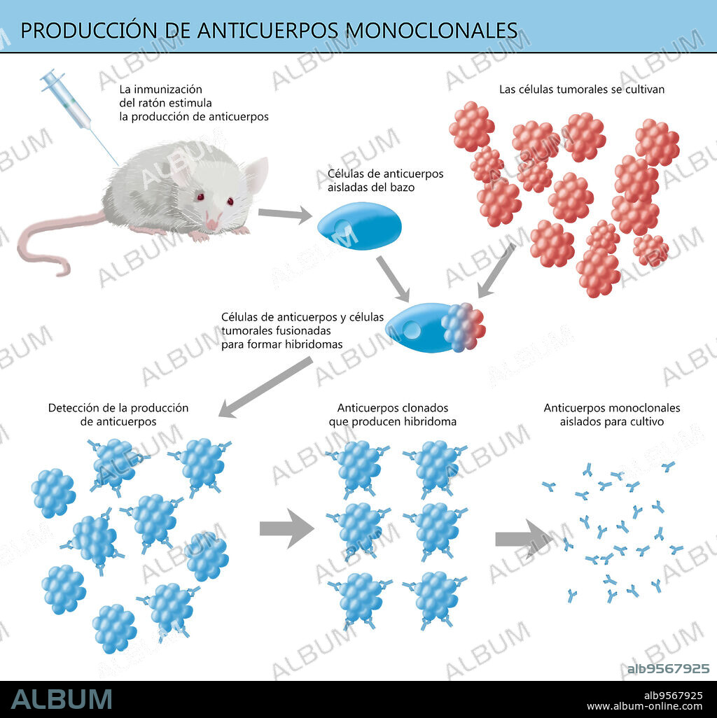 Illustration of the production of monoclonal antibodies, laboratory-produced monospecific antibodies made by a single clone of cells. They are engineered to bind to substances in the body. When monoclonal antibodies attach to defects in cancer cells they can make the cancer cell more visible to the immune system, block growth signals, stop new blood vessels from forming, deliver radiation to cancer cells, or deliver chemotherapy to cancer cells.