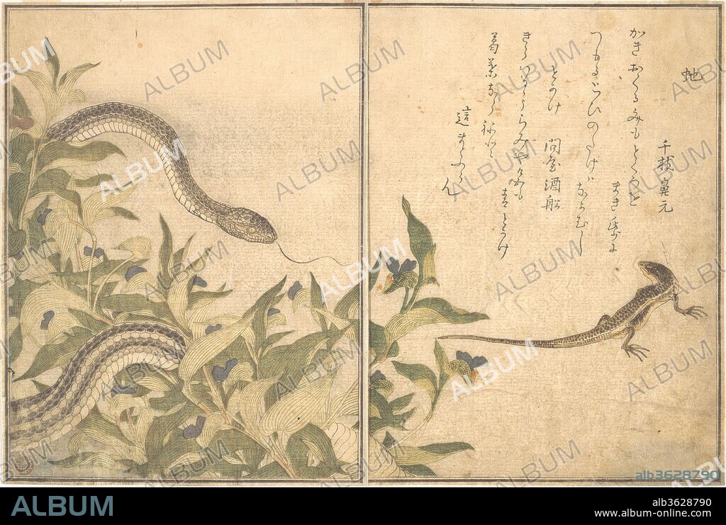 Rat Snake (Hebi); Lizard or Skink (Tokage), from the Picture Book of Crawling Creatures (Ehon mushi erami). Artist: Kitagawa Utamaro (Japanese, ca. 1754-1806). Culture: Japan. Dimensions: Overall: 10 1/2 x 7 1/4in. (26.7 x 18.4cm). Date: 1788.
Ehon mushi erami (Picture Book of Crawling Creatures) is illustrated with fifteen designs of insects and other garden creatures by Utamaro. Published by Tsutaya Juzaburo , the poems were selected and introduced by a preface written by the poet and scholar Yadoya no Meshimori (Rokujuen; 1753-1830), who later became head of the influential Go-gawa poetry group. Several of the top kyoka poets of the day were invited to contribute.
