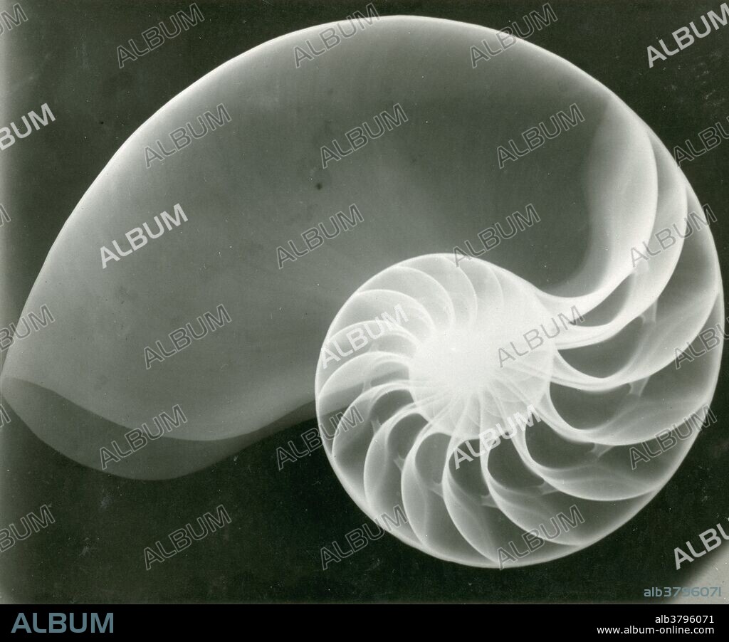 X-Ray of a chambered nautilus, (Nautilus pompilius), shell.