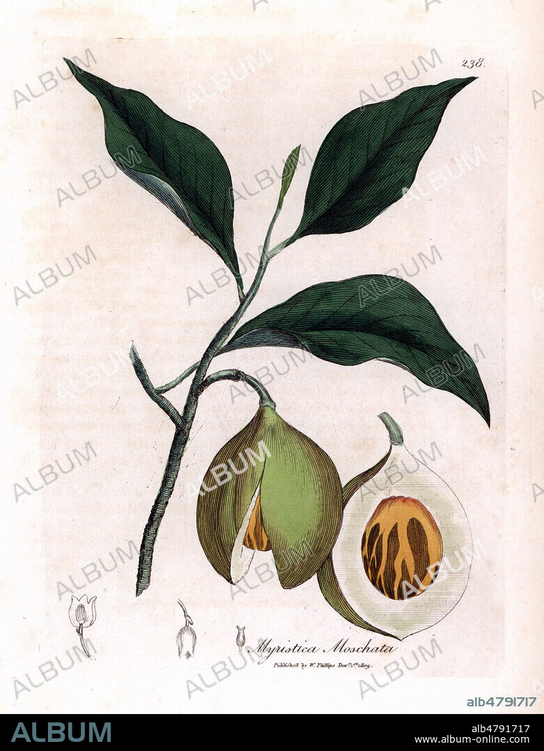 Leaves and branches with nutmeg seed (kernel) and mace (aril). Nutmeg and mace tree, Myristica moschata, Myristica fragrans. Handcolored copperplate engraving from a botanical illustration by James Sowerby from William Woodville and Sir William Jackson Hooker's "Medical Botany" 1832. The tireless Sowerby (1757-1822) drew over 2,500 plants for Smith's mammoth "English Botany" (1790-1814) and 440 mushrooms for "Coloured Figures of English Fungi " (1797) among many other works.