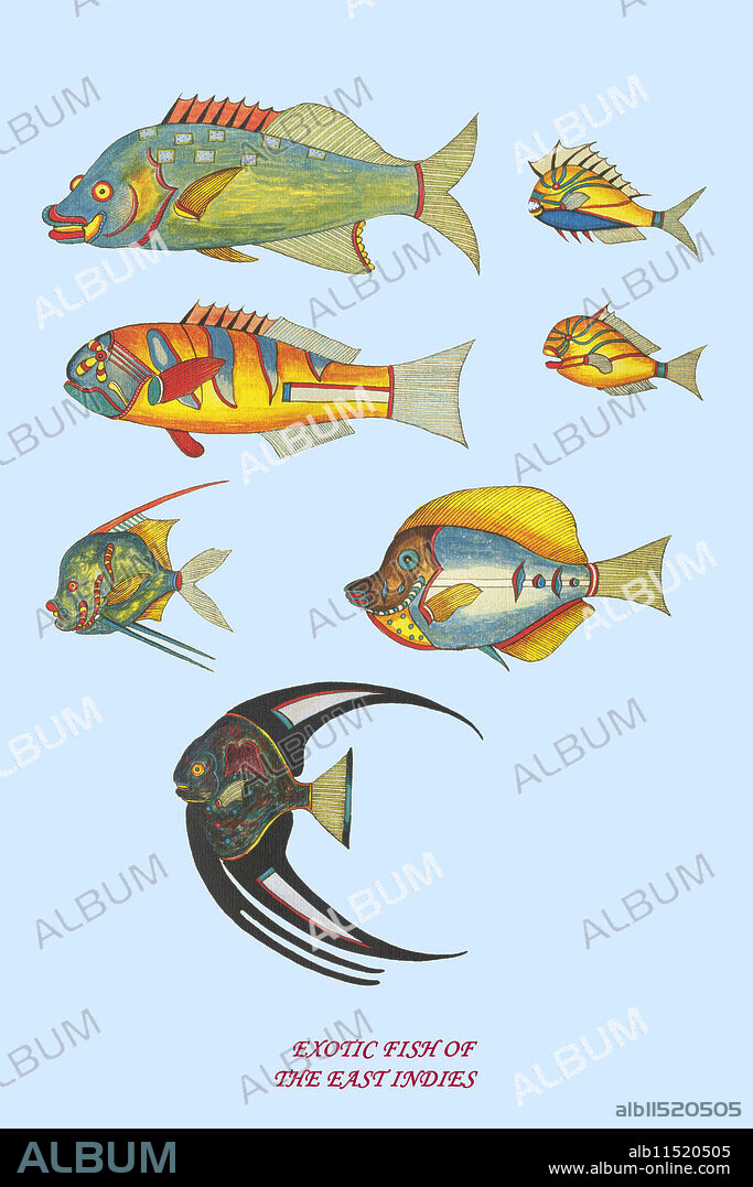 Illustration from the book "Histoire naturelle" by Louis Renard, published in Amsterdam in 1754.  Rare tropical Fish of the East Indies, the Indian Ocean, Ceylon and Indonesia.