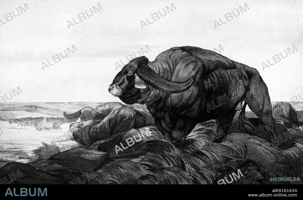 The twin brothers Maurice and Edward Detmold made some magnificent illustrations for the 1908 edition of The Jungle Book this one for the story Tiger! Tiger! reproduces well in black and white. The Return of The Buffalo Herd.