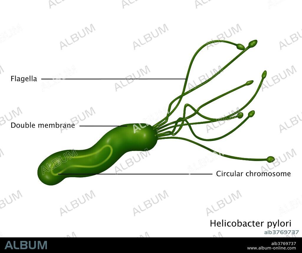 Illustration of Helicobacter pylori bacteria, a gram-negative spiral-shaped bacterium found in the mucus lining of the stomach. It causes gastritis, and is also the most common cause of stomach ulcers. It may also be a cause or co-factor for gastric cancer as its presence increases the risk of developing stomach tumors. Labeled are the flagella, double membrane, and circular chromosome.