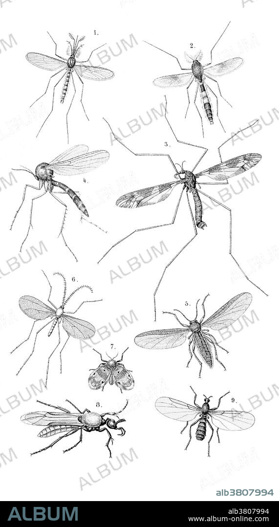 A variety of insects from the order Diptera, including the common house mosquito (Culex pipiens, 1), giant cranefly (Tipula maxima, 3), fungus gnat (Sciara sp., 5) and moth fly (Psychoda ocellaris). Illustration from De gelede dieren, by Dr. Samuel Constantinus Snellen van Vollenhoven, the entomologist at the Natural History Museum, Leiden, Netherlands, in 1868.