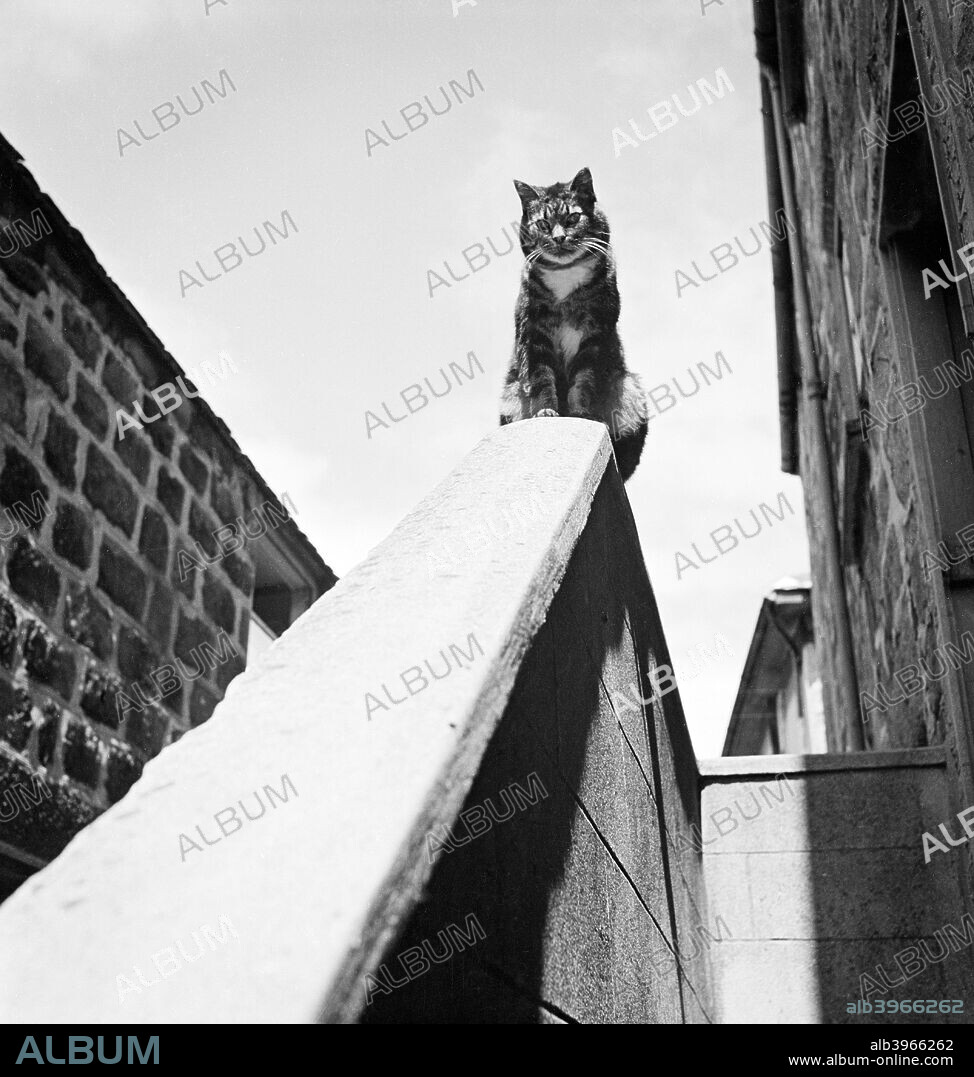 Tabby cat sitting on a wall, Cornwall, 1950. A tabby cat sitting on top of a wall beside a house, and staring down a sloping handrail towards the camera.