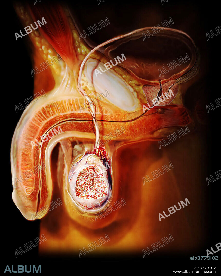 Medical visualization revealing a sagittal section of the male reproductive system. The internal tissues of the penis are shown, including the corpus cavernosa (pink) and the corpus spongiosum (red), the latter surrounding the urethra. One of the testes is also shown, as well as the prostate, bladder, vas deferens, bulbourethral gland, and seminal vesicle.