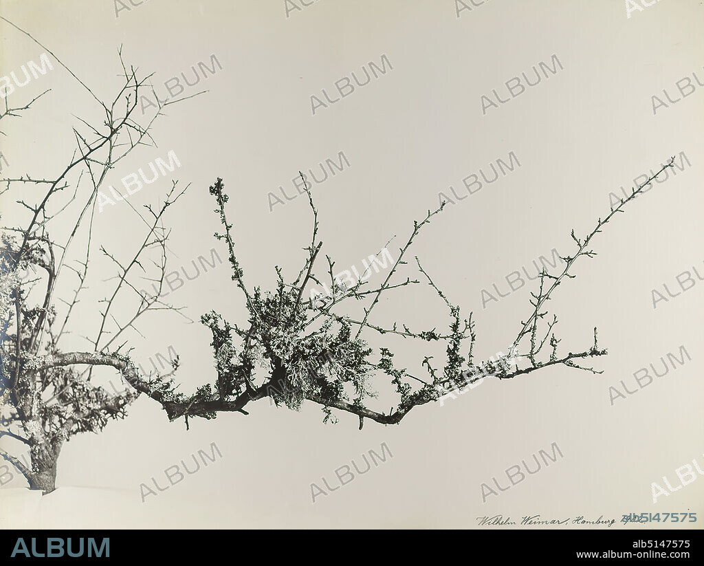 Wilhelm Weimar, Schleedorn, overgrown with lichens, silver gelatin paper, black and white positive process, image size: height: 36.40 cm; width: 48.10 cm, signed and dated: recto u. re.: in Blei: Wilhelm Weimar, Hamburg 1902, inscribed: recto u. re. on the cardboard: in Blei: Schleedorn, overgrown with lichens, detail to A, photography, nature photography, trees, shrubs.