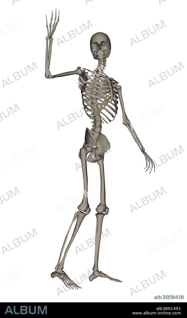 Front view of human skeleton waving goodbye, isolated on white background.