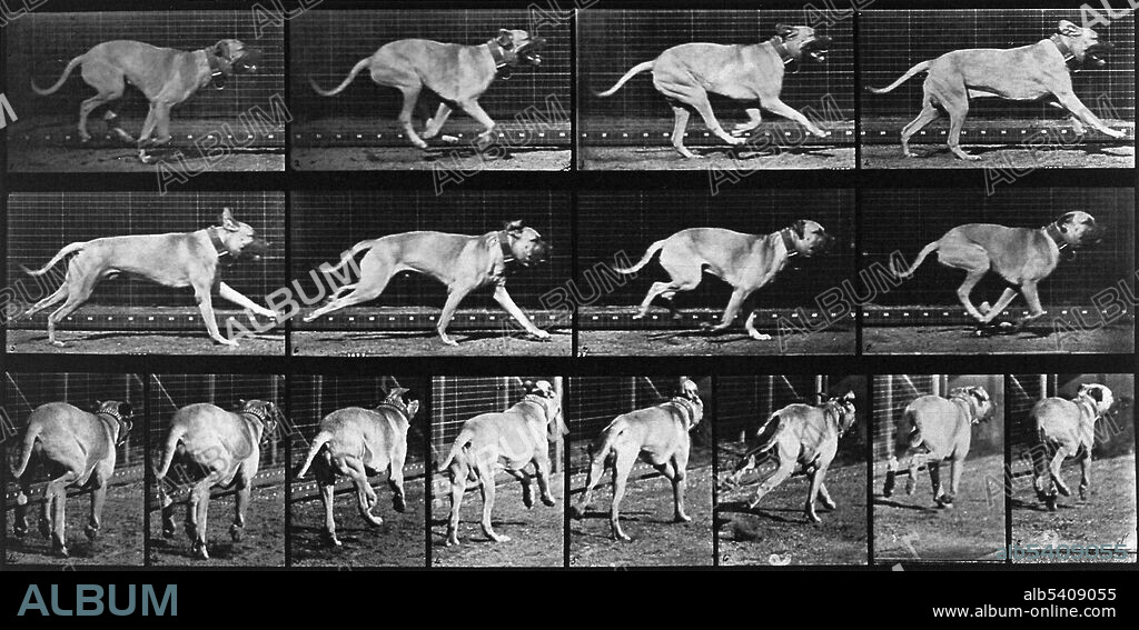 A dog running. The more than seven hundred movement studies in Muybridge's Animal Locomotion series range from methodical investigations of the torqued actions of men, women, and a veritable bestiary to compendia of the more banal actions of daily life. Progenitors of filmic technology, Muybridge's sequences, often reconfigured for legibility rather than strict accuracy, were intended both for scientific scrutiny and artistic investigation. Eadweard James Muybridge (April 9, 1830 - May 8, 1904) was an English photographer important for his pioneering work in photographic studies of motion and in motion-picture projection. He published two popular books of his work, Animals in Motion (1899) and The Human Figure in Motion (1901), both of which remain in print over a century later. He died in 1904 at the age of 74.
