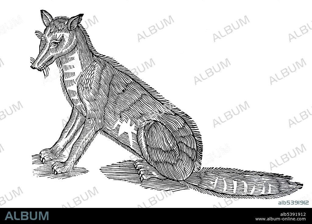 Woodcut, Fox (Vulpes), Conrad Gesner, Historia Animalium, 1551, Renaissance