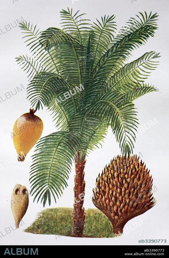 Elaeis guineensis, palm, African oil palm, macaw-fat, historical illustration, 1880.