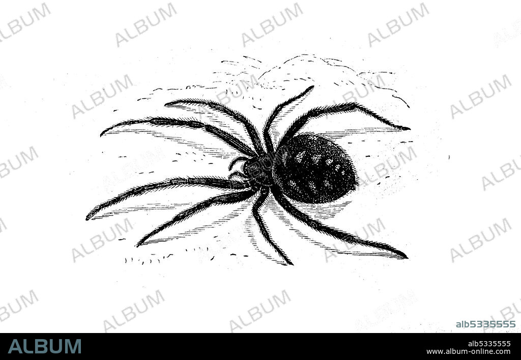 Latrodectus tredecimguttatus, Mediterranean black widow, European black widow, a species in the genus Latrodectus of the widow spiders, illustration from 1890  /  Europäische oder Mediterrane Schwarze Witwe, Latrodectus tredecimguttatus, Malmignatte oder Karakur, eine Spinne aus der Familie der Haubennetzspinnen, Illustration aus 1890, Historisch, historical, digital improved reproduction of an original from the 19th century / digitale Reproduktion einer Originalvorlage aus dem 19. Jahrhundert.