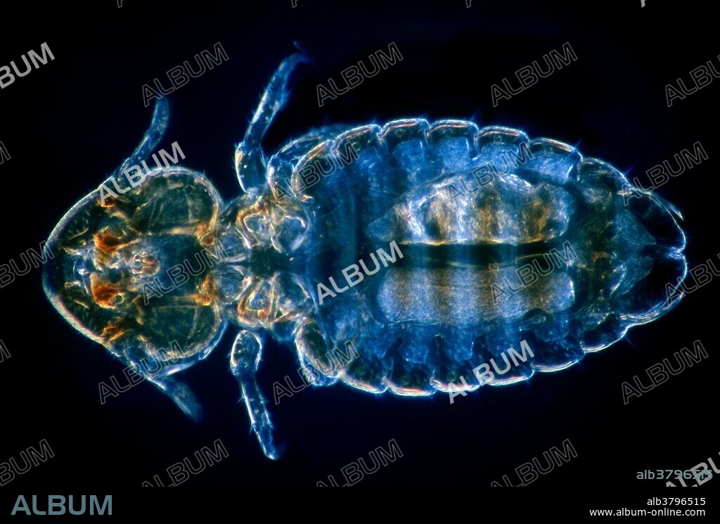 Cattle louse (bovicola bovis). Magnification 17x @ 35mm.