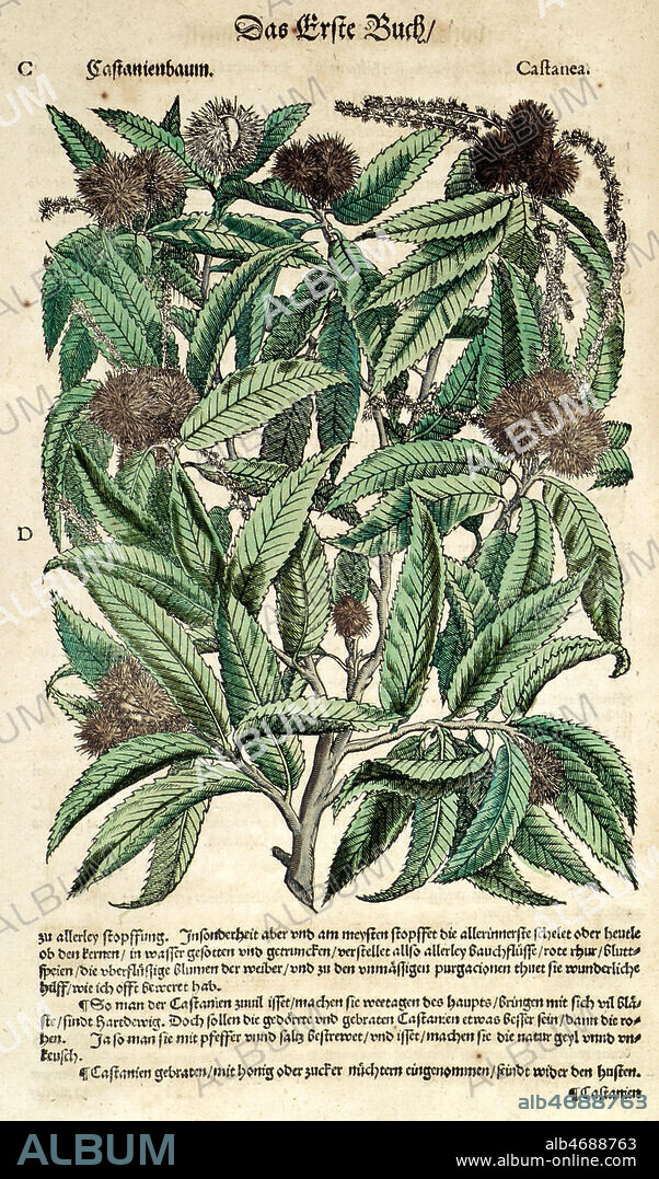 CHATAIGNE. Castanea. Planche botanique de l'ouvrage de Pietro Andrea MATTHIOLI (1500-1577): 'I discorsi di Pietro Andrea Matthioli Sanese, medico cesareo : nei sei libbri di Pedacio Dioscoride Anazarbeo della materia Medicinale' imprime a Prague en 1563. Credit: Collection MX/KHARBINE-TAPABOR.