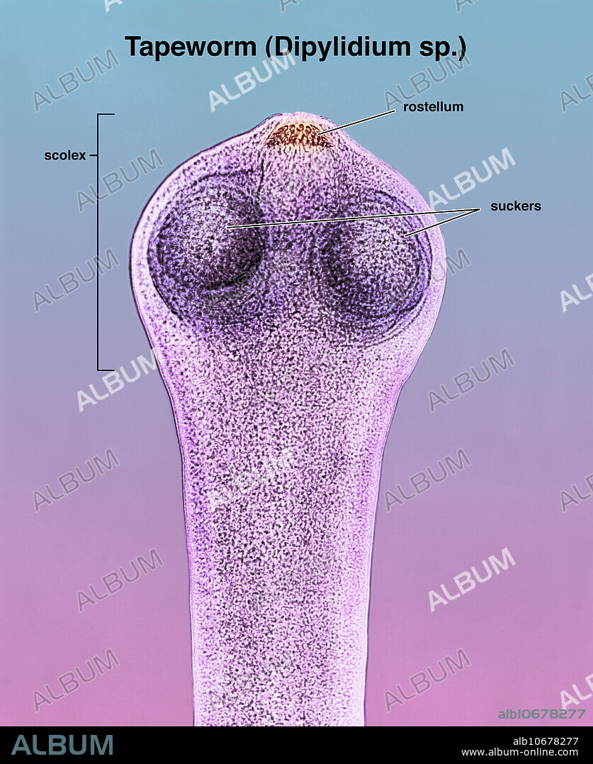Light micrograph of the scolex (head) of a tapeworm (Dipylidium sp.). The rostellum (in yellow) has four rows of hooks which, along with the four suckers (in blue), attach the scolex of the tapeworm to the intestinal wall of its host. Infographic, with labelled parts.