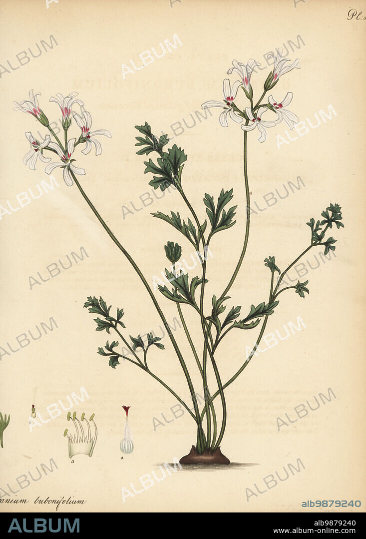 Pelargonium bubonifolium. Macedonian-parsley-leaved geranium, Geranium bubonifolium. From the Cape of Good Hope, South Africa, in Clapham Nursery. Copperplate engraving drawn, engraved and hand-coloured by Henry Andrews from his Botanical Register, Volume 5, self-published in Knightsbridge, London, 1803.