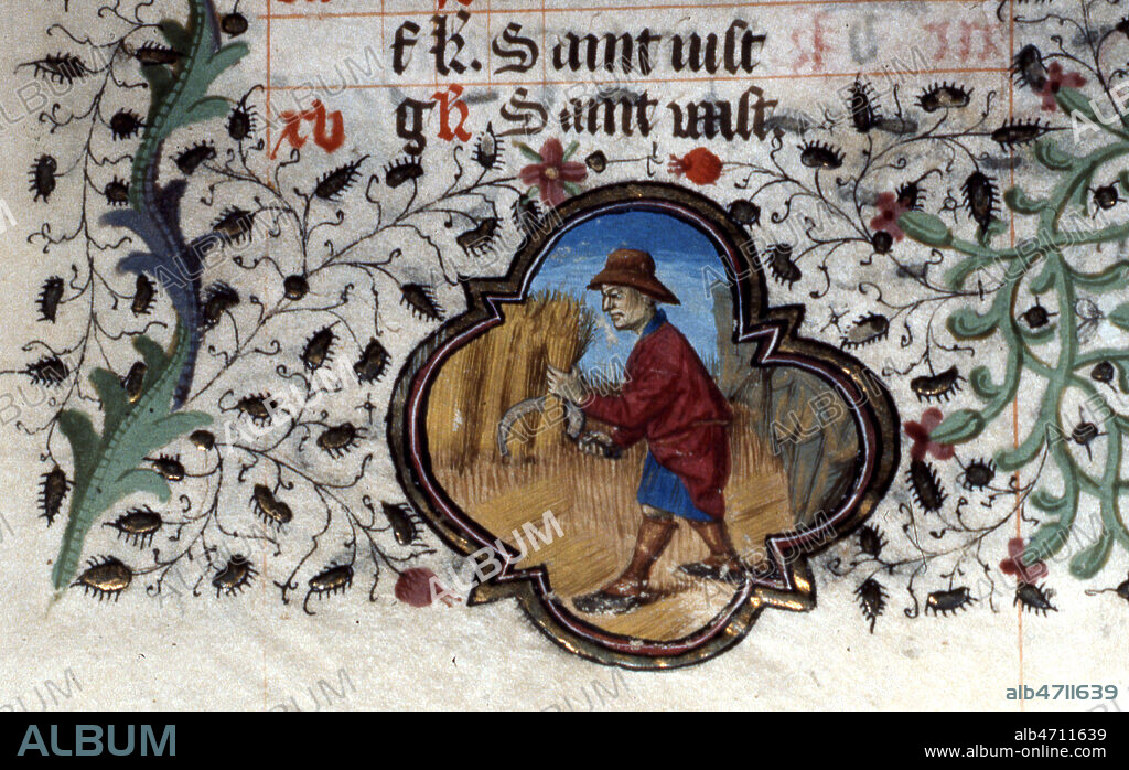 Juillet : moissons. Paysan avec faucille. Enluminure tiree d'un livre d'Heures dit Lescalopier, datant du 15eme s. Manuscrit medieval conserve a la bibliotheque municipale d'Amiens. Credit : Collection JEAN VIGNE / KHARBINE-TAPABOR.