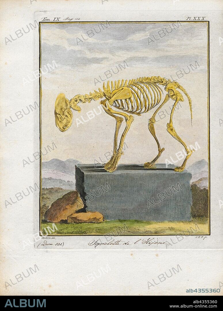 Hyaena spec., Print, Hyaena is a genus comprising two of the living species of hyenas: the striped hyena (Hyaena hyaena) from western Asia and northern Africa and the brown hyena (Hyaena brunnea) from southern Africa. The brown hyena has sometimes been placed in a separate genus Parahyaena, or even included in the otherwise fossil genus Pachycrocuta, but recent sources have tended to place it in Hyaena., skeleton.