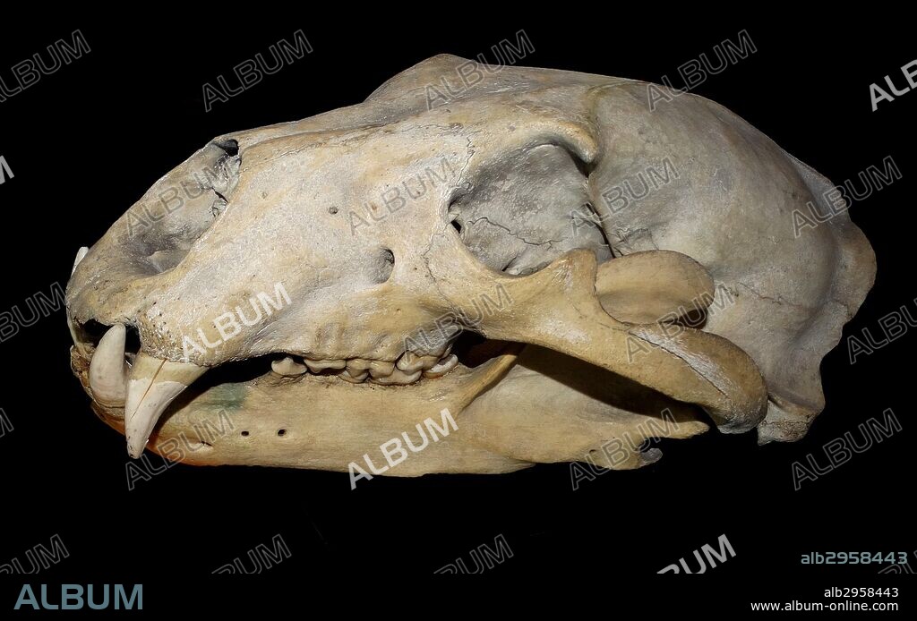 Polar bear skull. Polar bears are dangerous predators with sharp fangs and an appetite for seal meat. 2014.