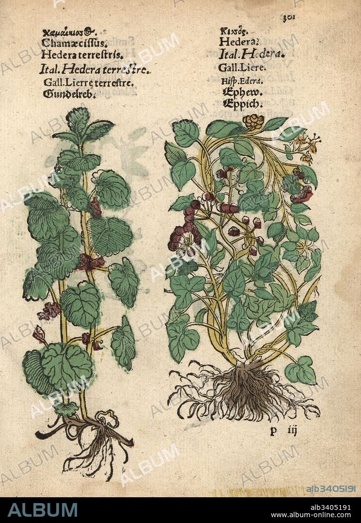 Ground ivy, Glechoma hederacea, and ivy, Hedera helix. Handcoloured woodblock engraving of a botanical illustration from Adam Lonicer's Krauterbuch, or Herbal, Frankfurt, 1557. This from a 17th century pirate edition or atlas of illustrations only, with captions in Latin, Greek, French, Italian, German, and in English manuscript.