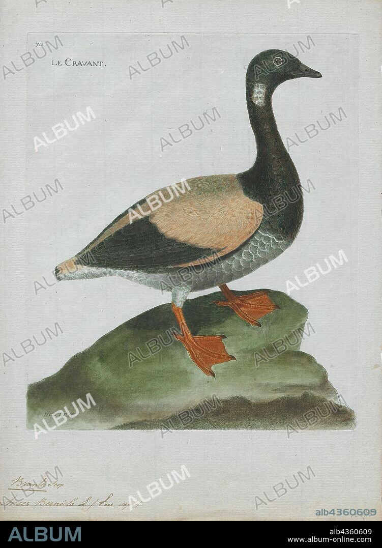 Branta bernicla, Print, The brant, or brent goose (Branta bernicla), is a species of goose of the genus Branta. The black brant is a pacific North American subspecies., 1790-1796.