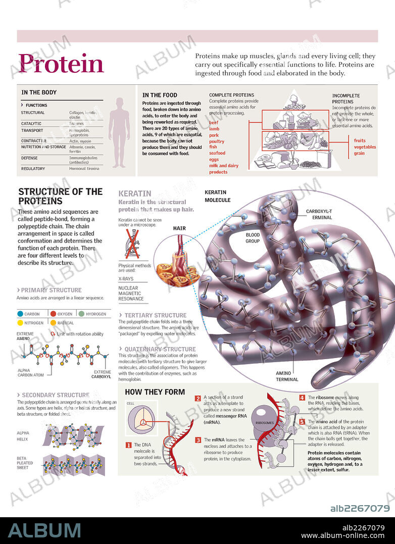 Proteína. Infografía de la estructura de la proteína de la queratina, la formación de las proteínas, su presencia en los alimentos y su función en el organismo humano.