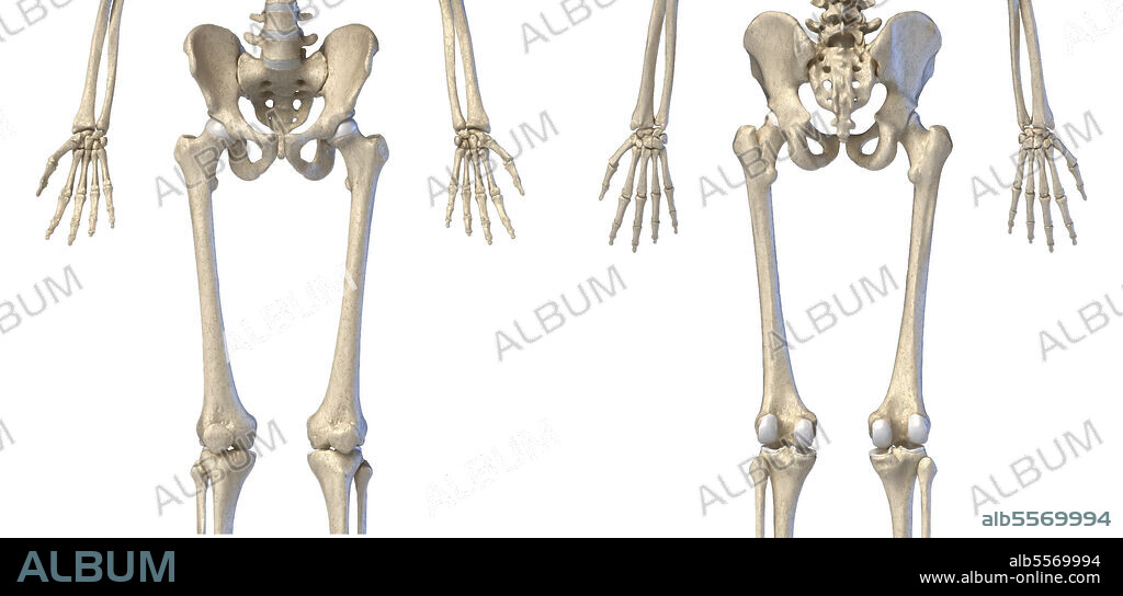 3D illustration of hip, limbs and hands of skeletal system. Front and back views on white background.