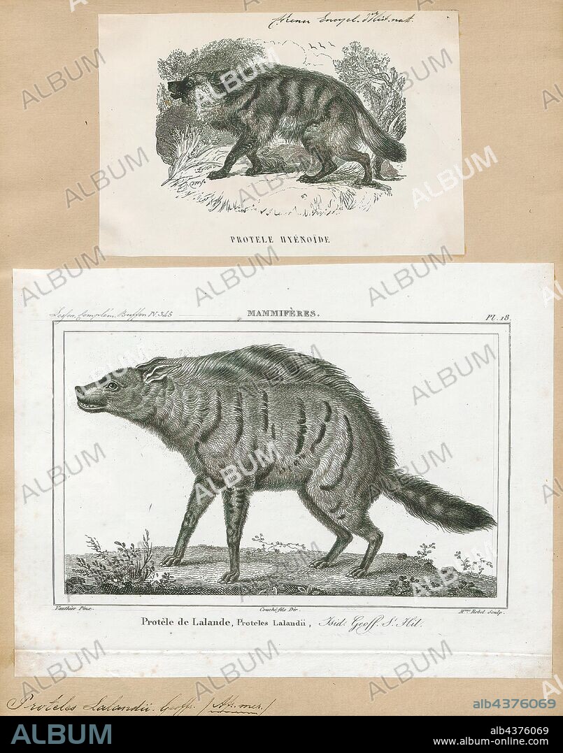Proteles lalandii, Print, The aardwolf (Proteles cristata) is an insectivorous mammal, native to East and Southern Africa. Its name means "earth-wolf" in Afrikaans and Dutch. It is also called "maanhaar-jackal" (Afrikaans for "mane-jackal"), "ant hyena" or civet hyena, based on its habit of secreting substances from its anal gland, a characteristic shared with the African civet. The aardwolf is in the same family as the hyena. Unlike many of its relatives in the order Carnivora, the aardwolf doesn't hunt large animals. It eats insects and their larvae, mainly termites; one aardwolf can lap up as many as 250, 000 termites during a single night using its long, sticky tongue., 1700-1880.