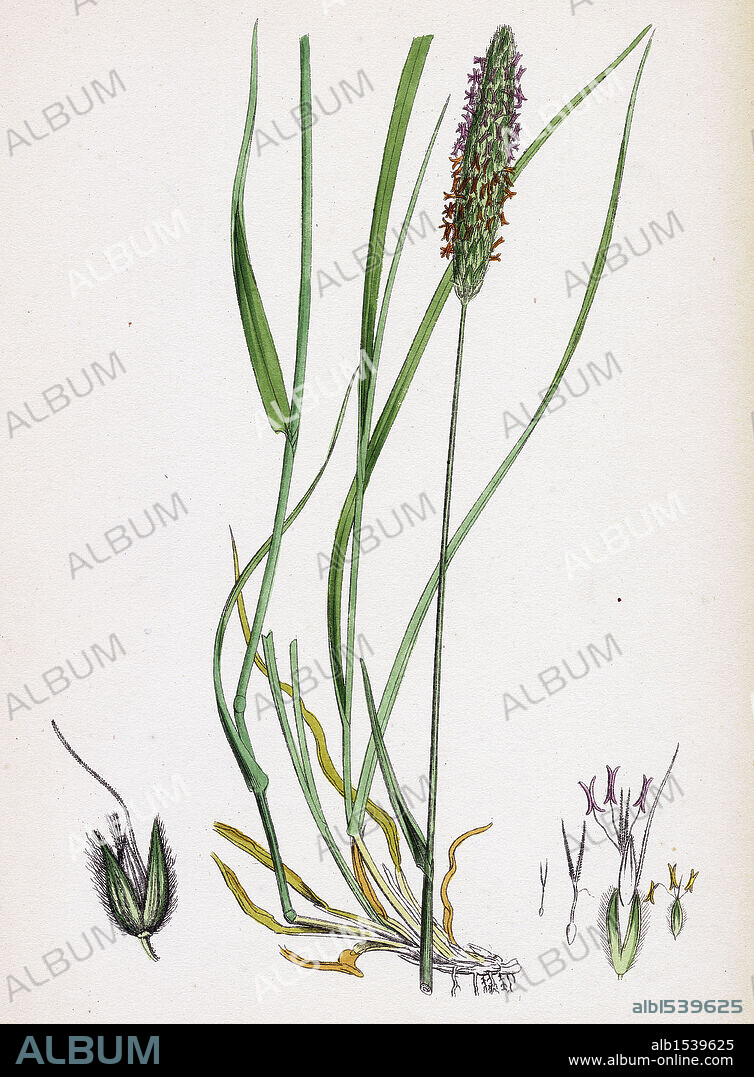 Alopecurus pratensis; Meadow Fox-tail-grass.