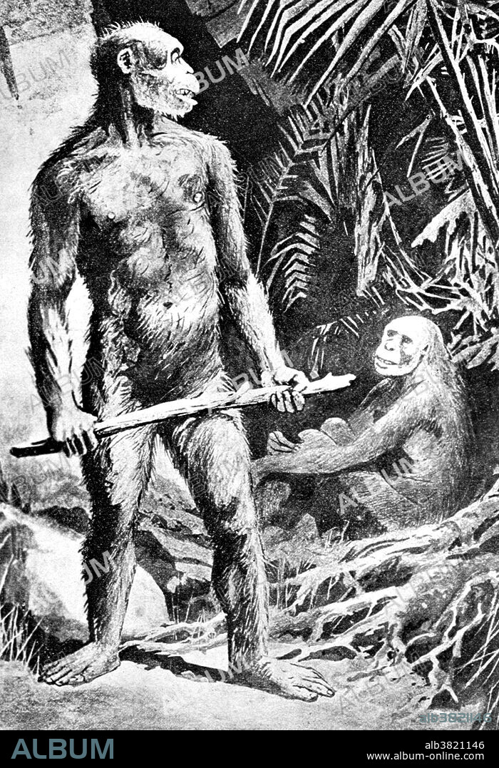 The Java Man was an apelike form of Homo sapiens from the middle Pleistocene having a small brain capacity, low cranial vault, and massive brow ridges. Java Man is the common name of fossilized Homo erectus remains found in 1891 at Trinil, Java. Its discoverer, EugÃ¨ne Dubois, gave it the scientific name Pithecanthropus erectus, a name derived from Greek and Latin roots meaning upright ape-man. The current consensus of anthropologists is that the direct ancestors of modern humans were African populations of Homo erectus (possibly Homo ergaster), rather than the Asian populations exemplified by Java Man and Peking Man. Illustration originally captioned: Pithecanthropus, Java Ape Man (Osborn) from unidentified source, 1916.