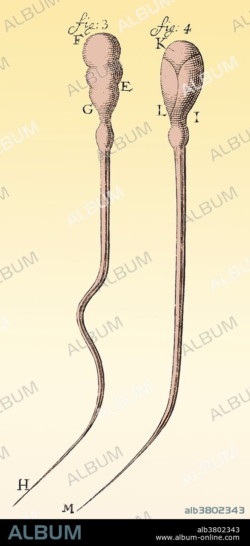 Spermatozoa observed and drawn by Anthony van Leeuwenhoek, 1657. Leeuwenhoek (1632-1723) was a Dutch scientist, now considered the first microbiologist. He is best known for his work on the improvement of the microscope and for his contributions towards the establishment of microbiology.
