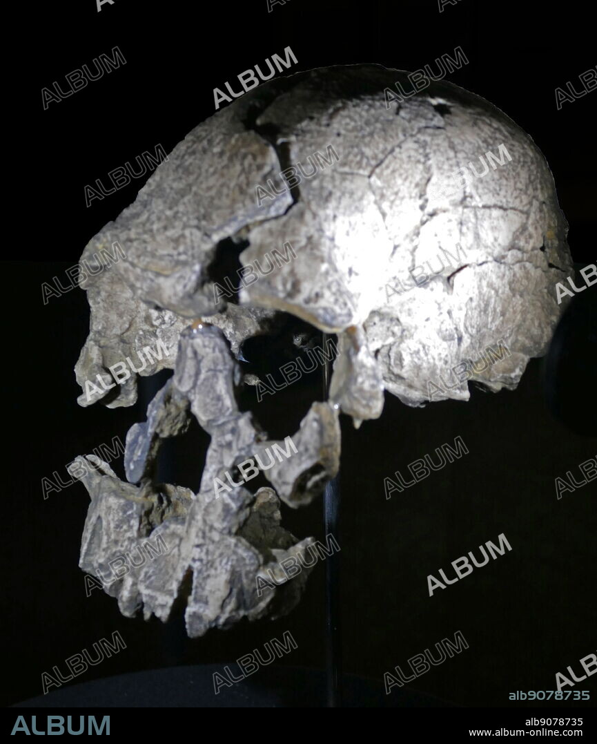 Skull of an early homo sapiens found in Eastern Europe. Homo rudolfensis (also Australopithecus rudolfensis) is an extinct species of the Hominini tribe known only through a handful of representative fossils, the first of which was discovered by Bernard Ngeneo, a member of a team led by anthropologist Richard Leakey and zoologist Meave Leakey in 1972, at Koobi Fora on the east side of Lake Rudolf (now Lake Turkana) in Kenya.