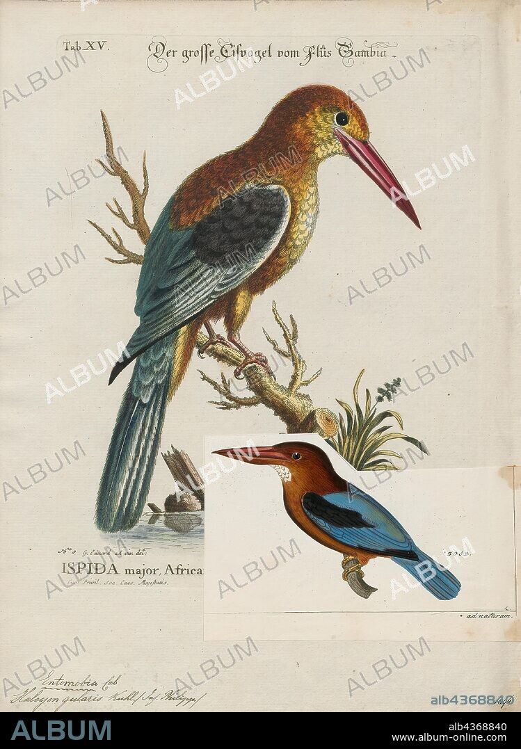 Halcyon gularis, Print, The white-throated kingfisher (Halcyon smyrnensis) also known as the white-breasted kingfisher is a tree kingfisher, widely distributed in Asia from the Sinai east through the Indian subcontinent to the Philippines. This kingfisher is a resident over much of its range, although some populations may make short distance movements. It can often be found well away from water where it feeds on a wide range of prey that includes small reptiles, amphibians, crabs, small rodents and even birds. During the breeding season they call loudly in the mornings from prominent perches including the tops of buildings in urban areas or on wires., 1700-1880.