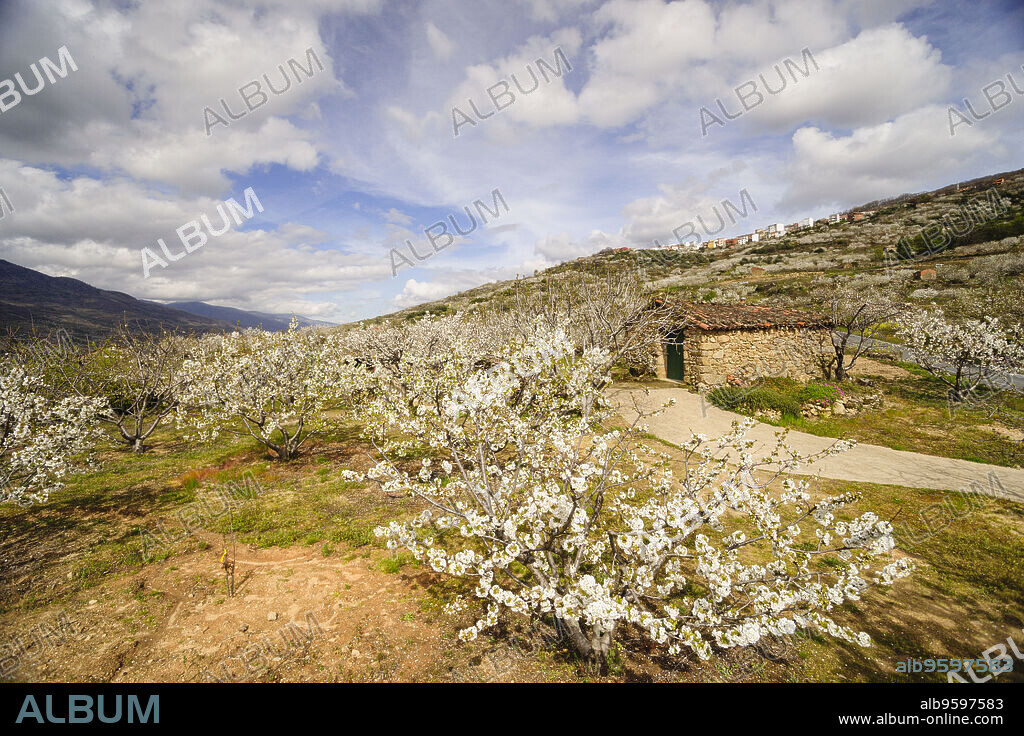 cerezos en flor -Prunus cerasus-, laderas de Piornal, valle del Jerte, Cáceres, Extremadura, Spain, europa.