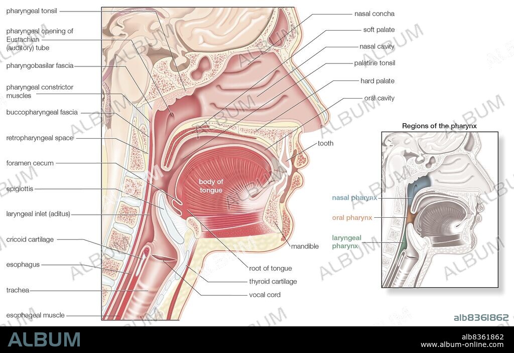 Sagittal section of the human pharynx, with an inset of its regions.