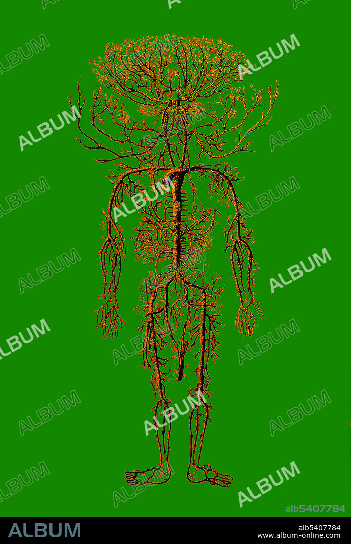 Human body's circulatory system with a focus on the arterial tree. Arteries are blood vessels that deliver blood from the heart to all parts of the body in a branching pattern beginning at the aorta.Engraving from Encyclopédie  edited by Denis Diderot and Jean le Rond d'Alembert, 18th century (color-enhanced).