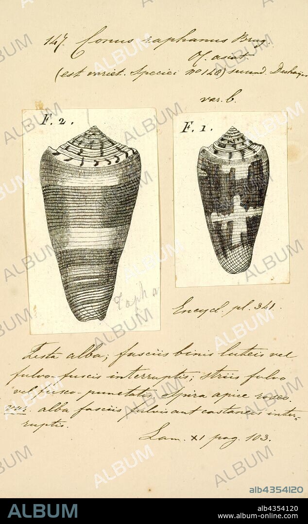 Conus raphanus, Print, Fossil Conus pelagicus from the Pliocene of Cyprus. Conus is a genus of predatory sea snails, or cone snails, marine gastropod mollusks in the family Conidae. Prior to 2009, cone snail species had all traditionally been grouped into the single genus Conus. However, Conus is now more precisely defined, and there are several other accepted genera of cone snails. For a list of the currently accepted genera, see Conidae.