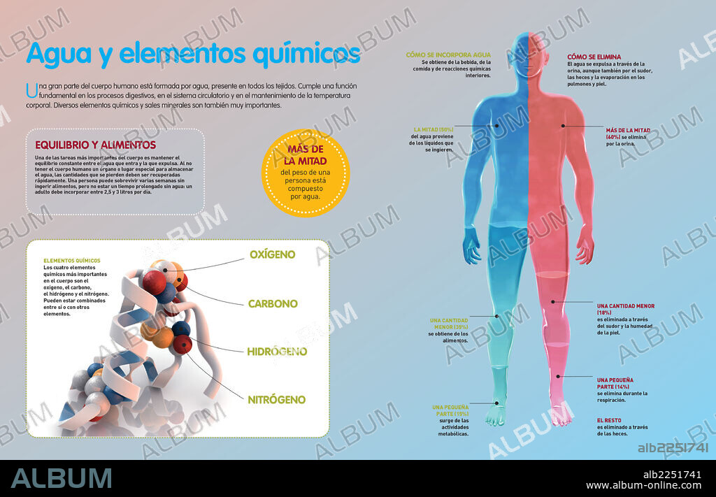 Agua y elementos químicos. Infografía sobre cómo se distribuye el agua en el cuerpo humano, el proceso de su incorporación y eliminación y los principales elementos químicos del organismo humano.