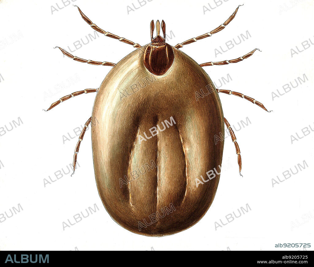 An Ixodes ricinus tick, which can transmit the causative agents of Lyme disease and tick-borne encephalitis. This specimen is female, magnified 35x. It is also known as a deer tick or castor bean tick. Colored drawing by Amedeo John Engel Terzi (1872-1956).