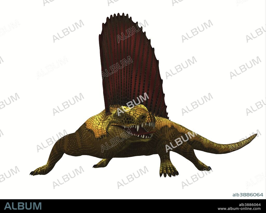Dimetrodon reptile, front view. Dimetrodon was a mammal-like sailback reptile that lived in the Permian Period of North America and Europe.