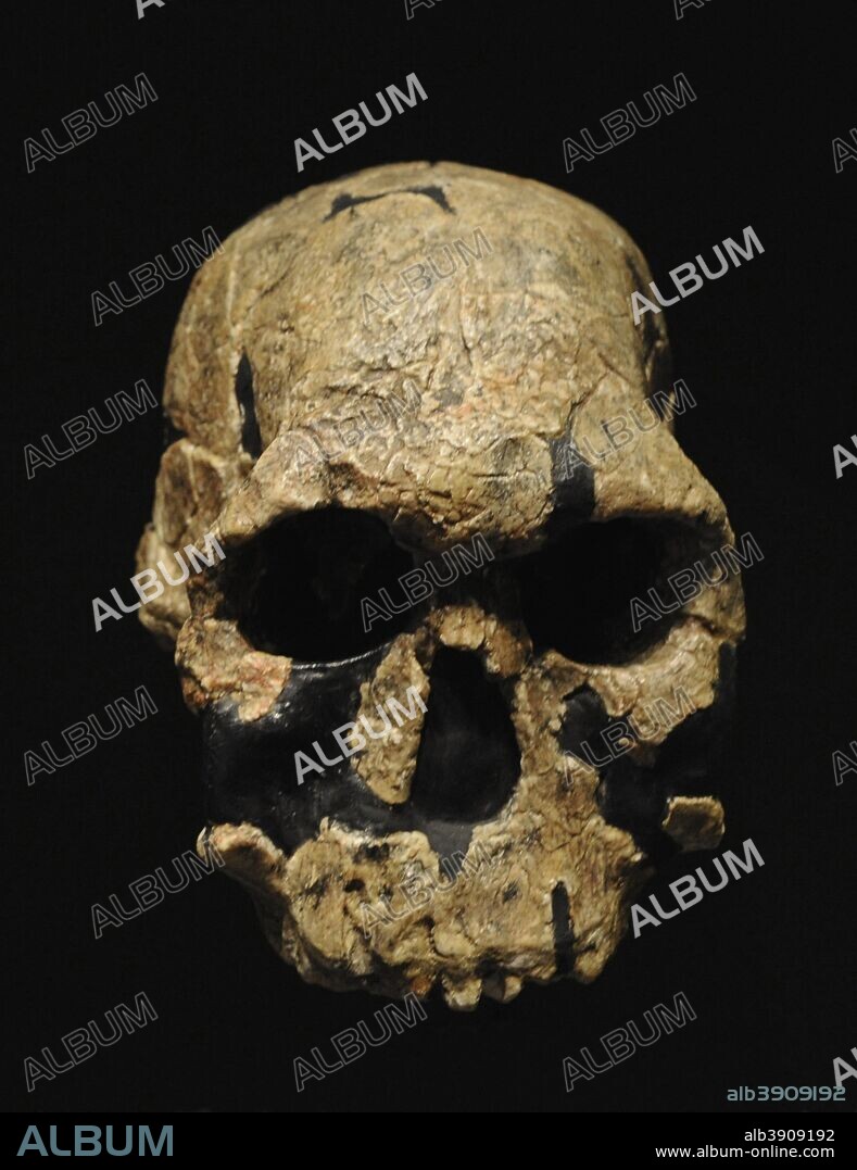 Homo rudolfensis. Reproducción del cráneo de un adulto. Capacidad craneal, 775 cc. 1,9-1,8 millones de años. Paleolítico inferior. Procedente de Koobi Fora, Kenya. Museo Arqueológico Nacional. Madrid. España.