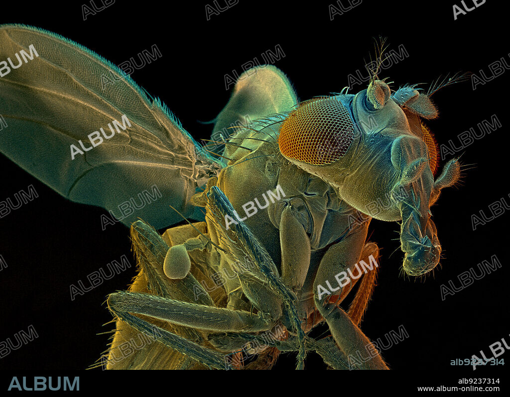 Color-enhanced Scanning Electron Micrograph (SEM) of Drosophila melanogaster, also known as the common fruit fly or vinegar fly. Live, unfixed specimen; natural state. Magnification: 130X at 8 x 10" print size.