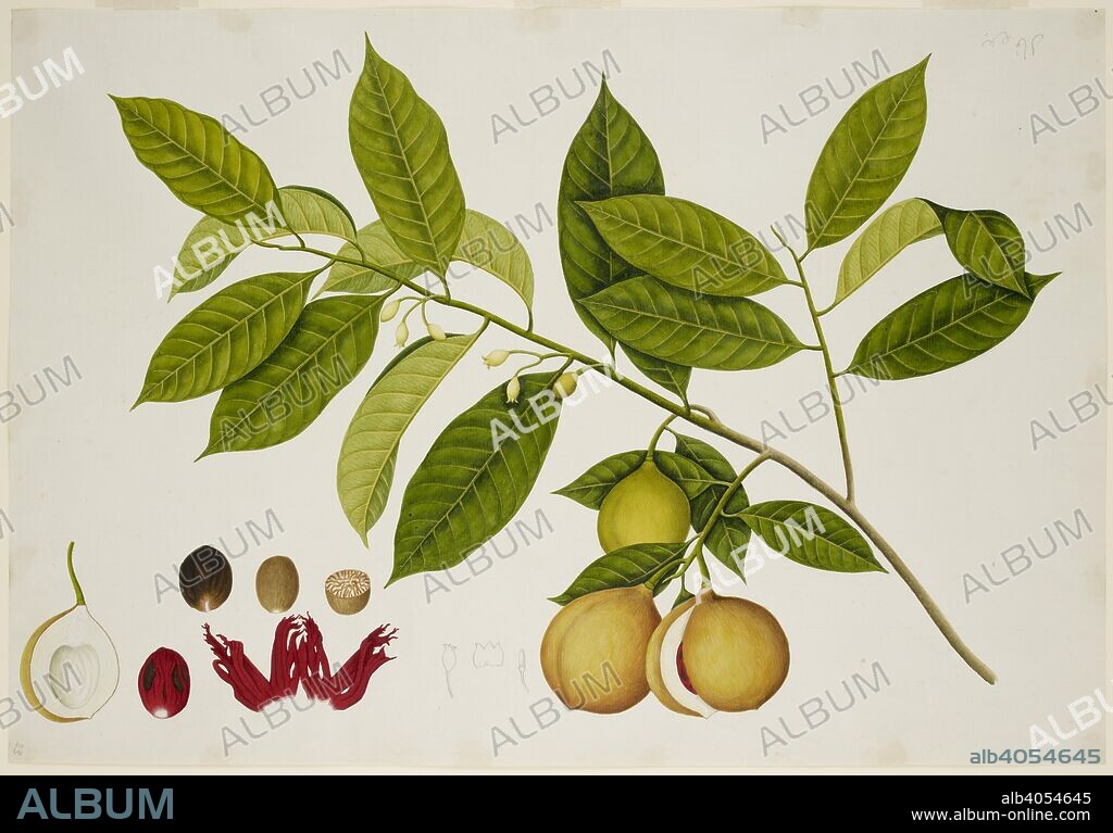 Nutmeg Tree. c.1824. Myristica Fragrans' Hout. (Myristicaceae). Nutmeg Tree. From an album of 40 drawings made by Chinese artists at Bencoolen, Sumatra, for Sir Stamford Raffles. Watercolour.  Originally published/produced in c.1824. . Source: NHD 48/23,.