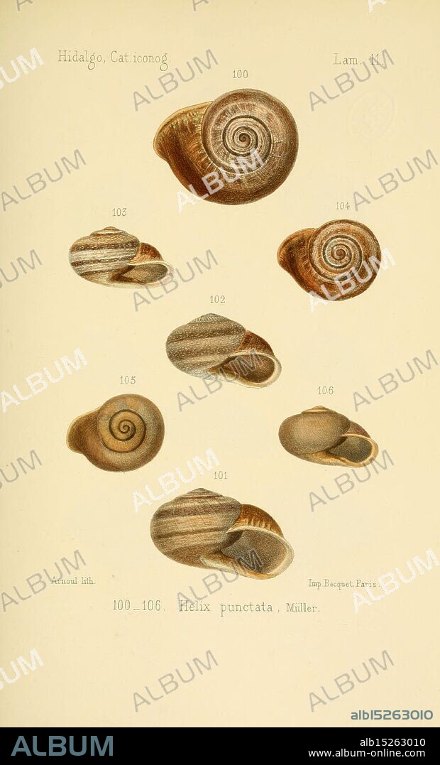 Catalogo iconografico y descriptivo de los moluscos terrestres de España, Portugal y las Baleares, Madrid, 1875, Portugal, Spain, Mollusks, Balearic Islands, A detailed illustration featuring a variety of shells from the species Helix punctata, each labeled with a unique identification number. The shells vary in size and detail, showcasing the natural patterns and textures characteristic of this species. The arrangement highlights the intricate spiral designs and color variations, alongside a reference to the cataloging effort by Hidalgo. The illustration serves as a scientific representation of these mollusks, providing insights into their morphology for educational or research purposes.