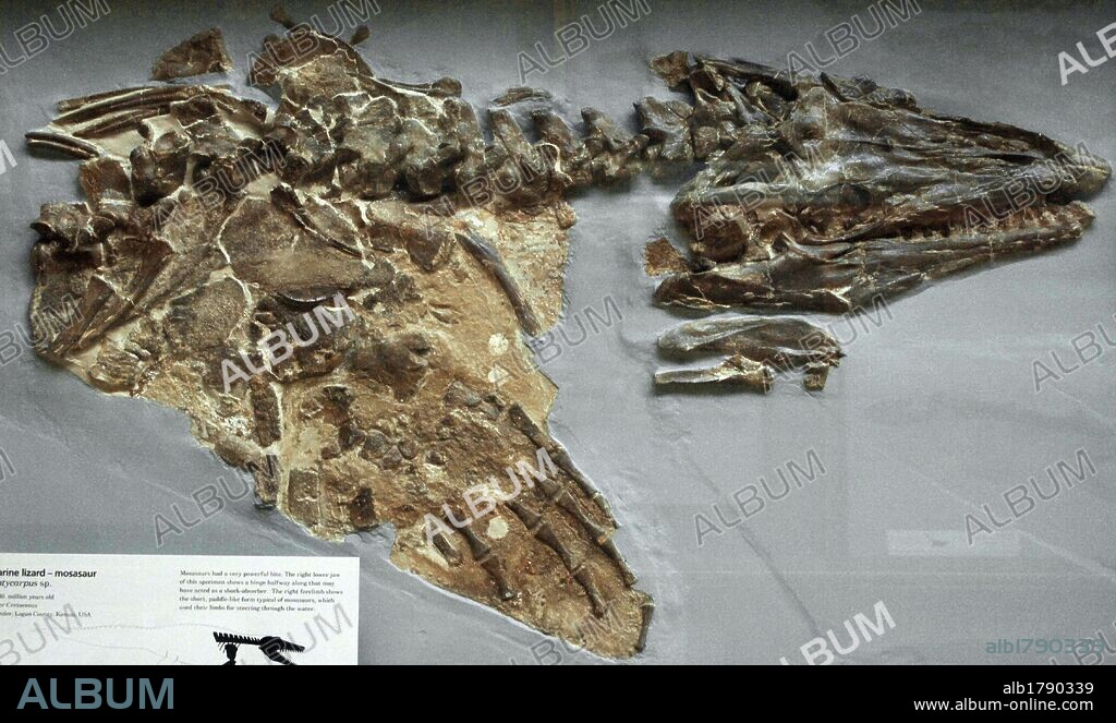 Esqueleto de un MOSASAURIO (Platycarpus sp.). Reptil marino que vivió en el Cretácico Superior hace 83-80 millones de años. Museo de Historia Natural. Londres. Inglaterra. Reino Unido.
