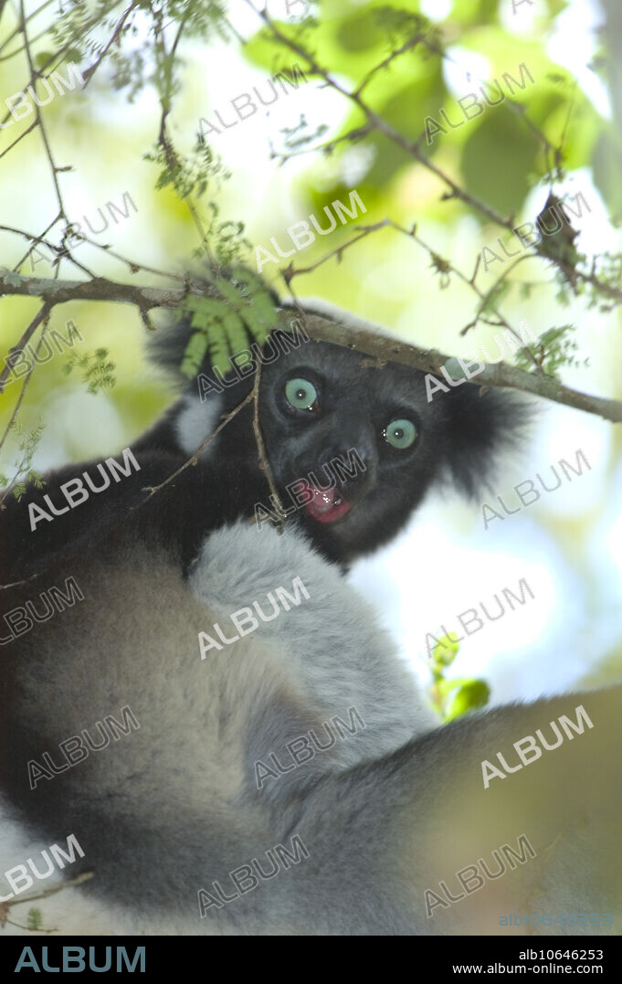 Indri (Indri indri), wild, Perinet Reserve, eastern Madagascar.