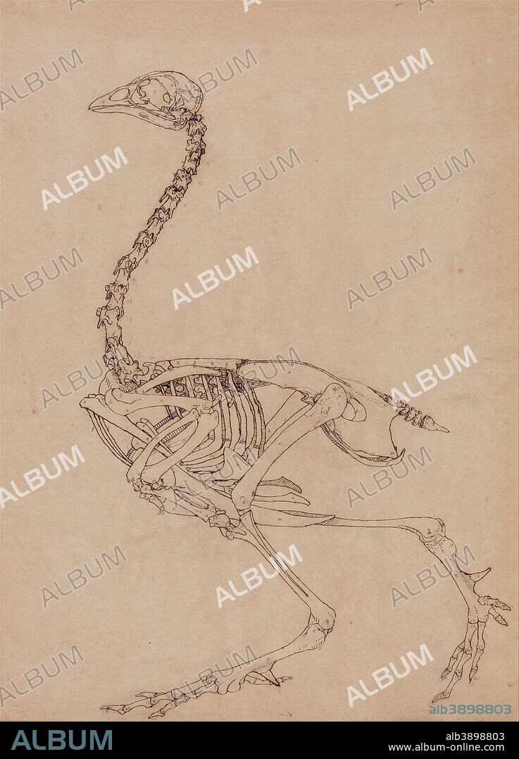 GEORGE STUBBS. A Comparative Anatomical Exposition of the Structure of the Human Body with that of a Tiger and a Common Fowl: Fowl Skeleton, Lateral View (Study for the key figure to Table V). Date/Period: 1795 to 1806. Drawing. Pen with iron gall ink, and graphite on thin, slightly textured, cream wove paper laid down on cream, thick, moderately textured, wove paper. Height: 511 mm (20.11 in); Width: 371 mm (14.60 in).
