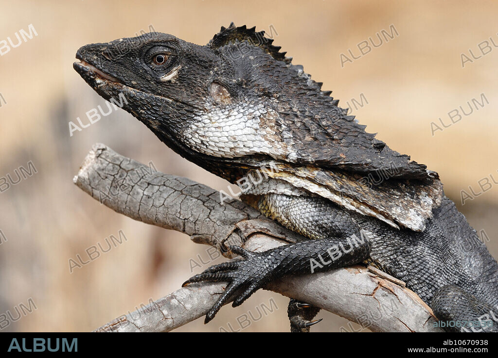Frill necked Lizard, (Chlamydosaurus kingii). This large dragon lizard, or agamid, occurs over tropical Australian in open forests and dry woodlands and savannah country. It grows to a total length of around 80cms. It feeds on insects, spiders and smaller lizards. Its frill is erected as an aggressive/defensive display and also for heat dispersion. Largely arboreal in habit, it does forage on the ground, taking to the nearest tree if alarmed.