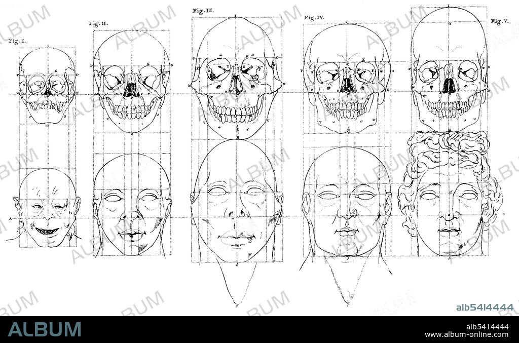 Petrus Camper, Theory of Facial Angle, 1770
