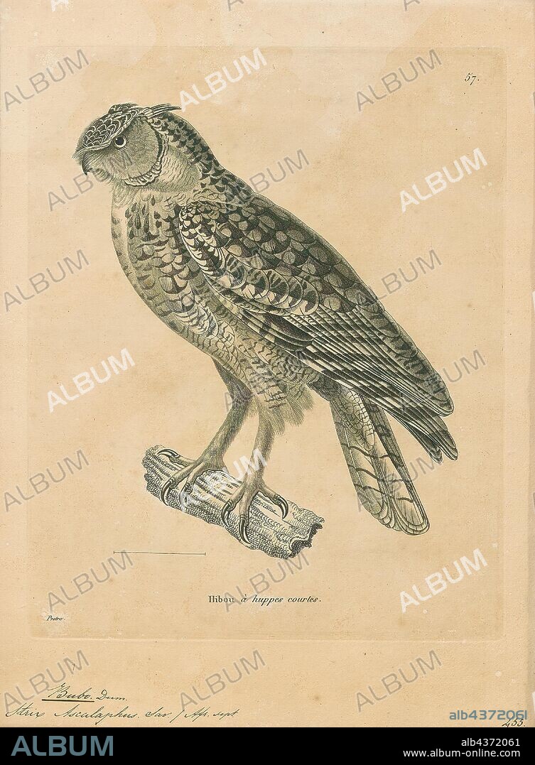 Bubo ascalaphus, Print, The Pharaoh eagle-owl (Bubo ascalaphus) is a species of owl in the family Strigidae. It is found in Algeria, Chad, Egypt, Eritrea, Iraq, Israel, Jordan, Kuwait, Libya, Mali, Mauritania, Morocco, Niger, Oman, Palestine, Qatar, Saudi Arabia, Senegal, Sudan, Tunisia and the United Arab Emirates., 1700-1880.